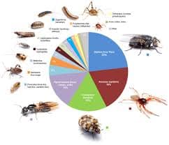Types of fleas in Auckland