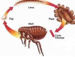 About Steam n Dry Flea Control Auckland