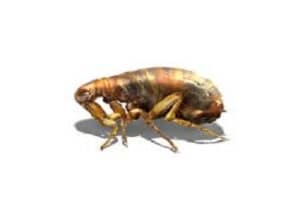 flea insect control 2