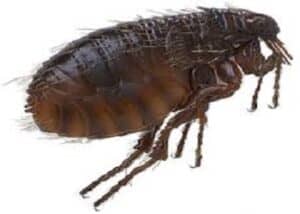 flea insect control 3