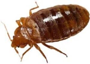flea insect control 5