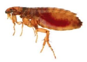flea insect control 8