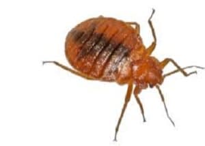 flea insect control 7